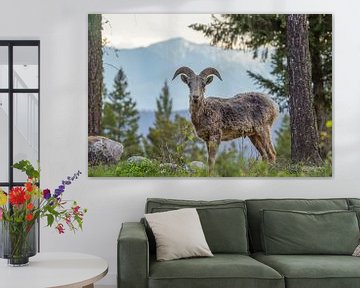 Bighorn in Canada van Co Bliekendaal
