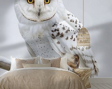 gorgeous white owl by haroulita