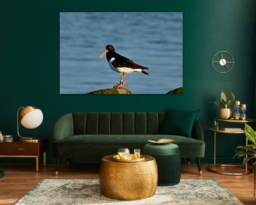 Oystercatcher