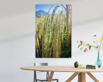 Rijst macro fotografie van Ilona Broer