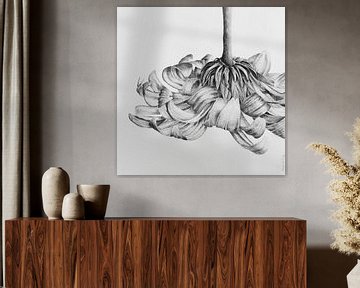 Gerbera