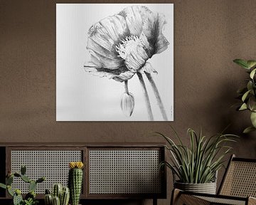 Papaver