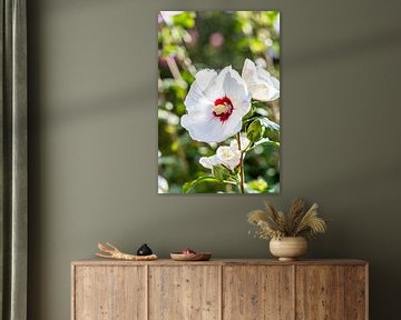 Bloeiende witte hibiscusbloem van DK | Photography