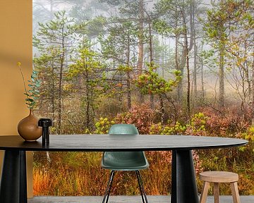 Autumn in the moorland forest by Daniela Beyer