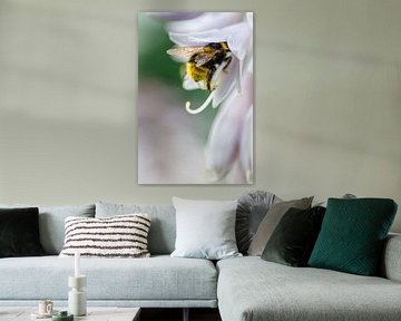 Fluffige hommel met pollen op roze bloem van Marianne Eggink - Fotografie en digitale kunst