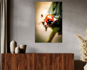 Macrofoto van een lieveheersbeestje van jb photography