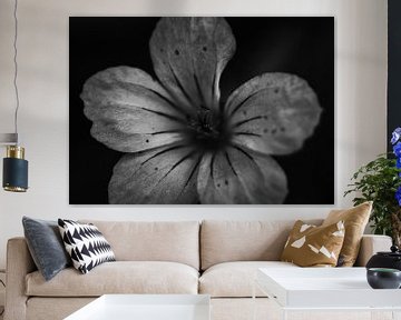 Robertskruid, stinkende ooievaarsbek van jb photography