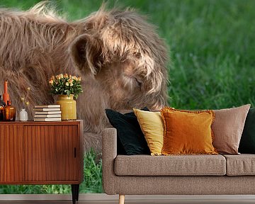 Young Scottish highlander bull