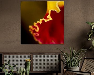 Ruffled. Orchidee. van Alie Ekkelenkamp