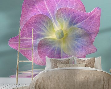 Pink purple hydrangea petal with turquoise background by Marjolijn van den Berg