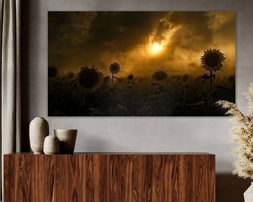 sunset over field of sunflowers