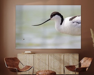 Bird | Pied Avocet with waterdrop sur Servan Ott