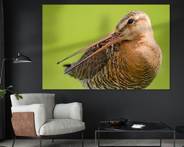 Birds - Eurasian Godwit portret sur Servan Ott