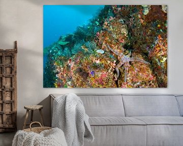 Relaxing sea star on reef by Jan van Kemenade
