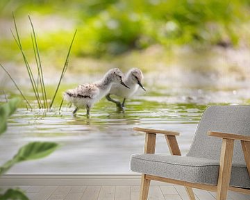 Vogels | Jonge kluutjes - Friesland van Servan Ott