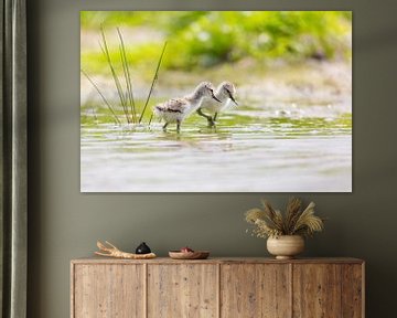 Birds | Young pied avocets - Friesland by Servan Ott