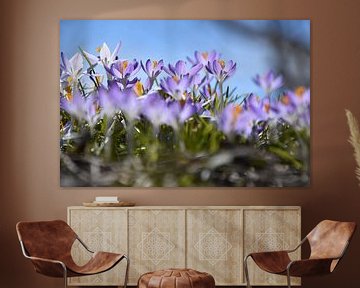 The first crocuses in the garden by Claude Laprise
