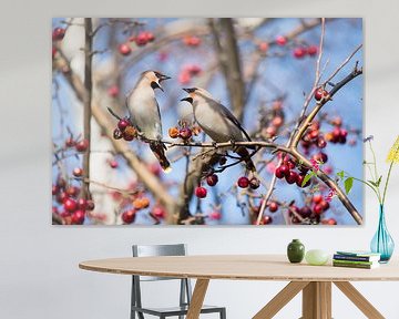 Vogels | Pestvogels in een sierappelboom van Servan Ott