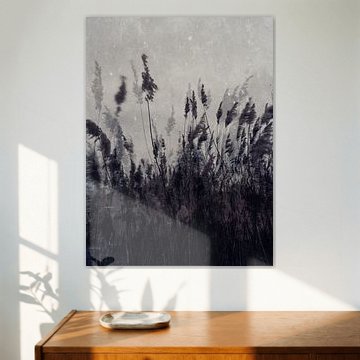 Waving reeds in the Netherlands