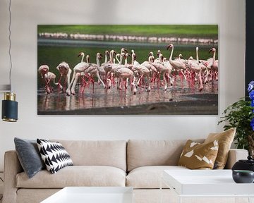 Africa | Small flamingos - Tanzania by Servan Ott