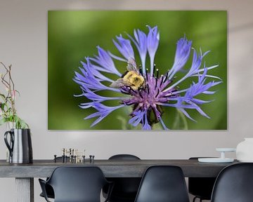A bumblebee on a flower by Claude Laprise