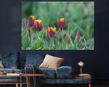 Tulpen von Marco Bakker