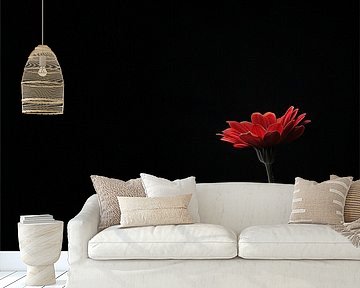 Tiefschwarz und feurig leidenschaftlich - eine rote Gerbera blüht