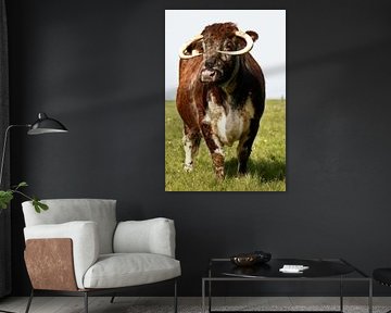longhorn 8 sur Beeldwerk, fotografie Dorit Habing