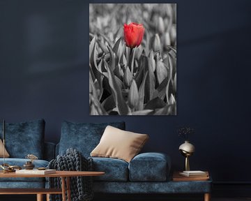 Tulpen 2015 - Red lady van Alex Hiemstra