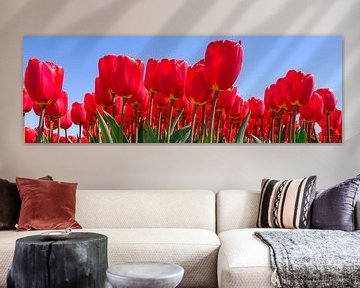 rode tulpen in panorama van eric van der eijk