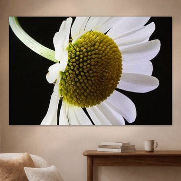 Kamille in voller Blüte