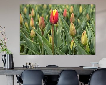 rode tulip als eerste in bloei van eric van der eijk