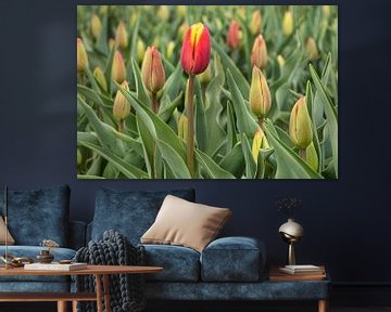 red tulip first in bloom by eric van der eijk