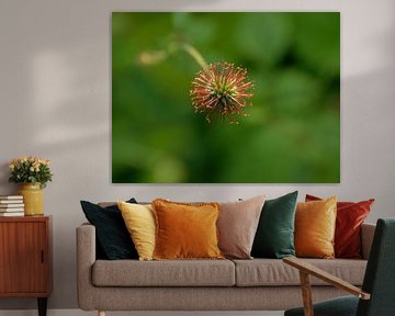 Seed bulb of yellow nailwort by cobofoto