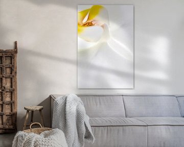 Witte orchidee abstract van Jane van Bostelen