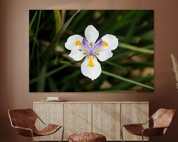 Dietis Grandiflora - Grote Wilde Iris