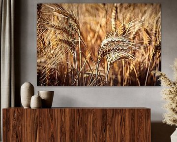 Cornstalks by Rob Boon