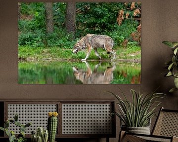 Wolf am Wasser von Tilo Grellmann