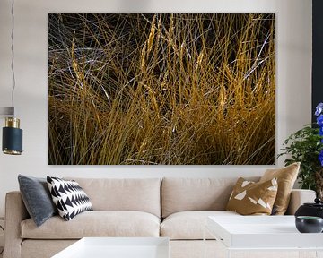 Marram grass in the dunes on Langeoog by Karl-Heinz Petersitzke