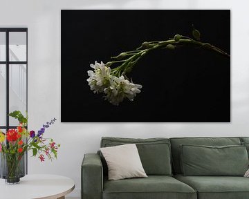 Fleur blanche d'une herbe