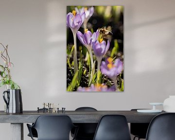 Krokus met bij