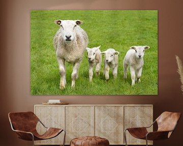 Schaap met lammetjes