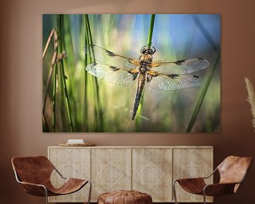 Four-spot dragonfly in the evening light by Jürgen Schmittdiel Photography