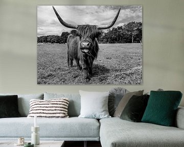 Holy cow, Schotse hooglander