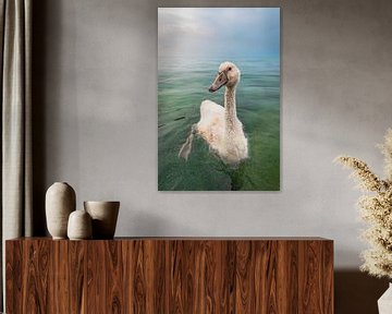 Portret van een zwaan