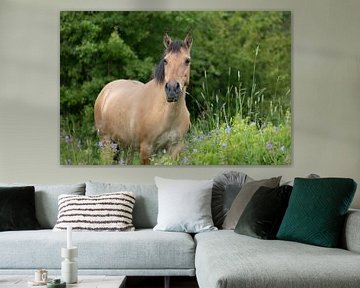 Pony in het veld