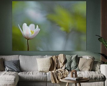 Wood anemone in the wind sur Gonnie van de Schans