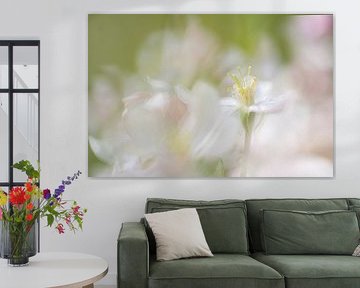 Fleur de pommier ; douceur rêveuse sur Gijs Possel