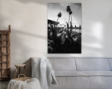 Tulips in black and white by Richard