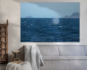Whale, Auckland, Neuseeland von Nynke Altenburg